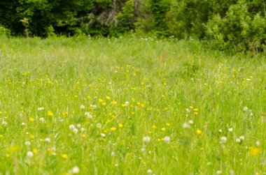 orman tarafından çiçek çayır