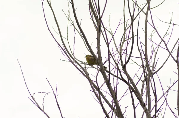 Nightingale Sentado Galho Pequeno Pássaro — Fotografia de Stock