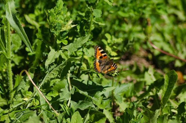 Petite Écaille Tortue Beau Papillon Été — Photo