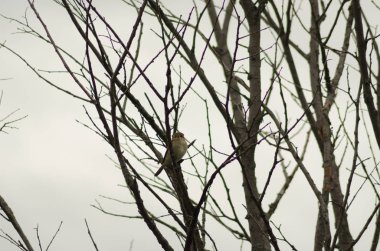 Bülbül bir dal da oturan, küçük kuş