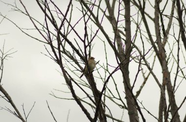 Bülbül bir dal da oturan, küçük kuş