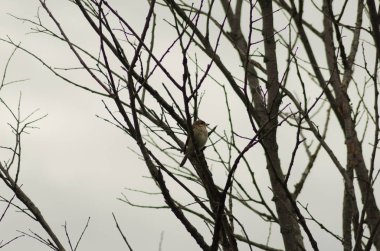 Bülbül bir dal da oturan, küçük kuş