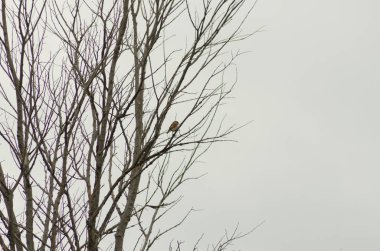 Bülbül bir dal da oturan, küçük kuş