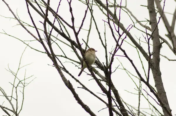 Nightingale Sentado Galho Pequeno Pássaro — Fotografia de Stock