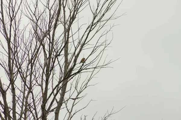 Nightingale Sitting Branch Small Bird — Stock Photo, Image