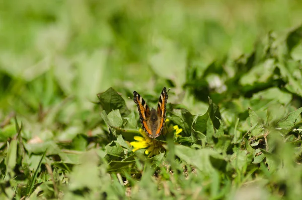 Petite Écaille Tortue Beau Papillon Été — Photo