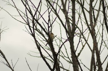 Bülbül bir dal da oturan, küçük kuş