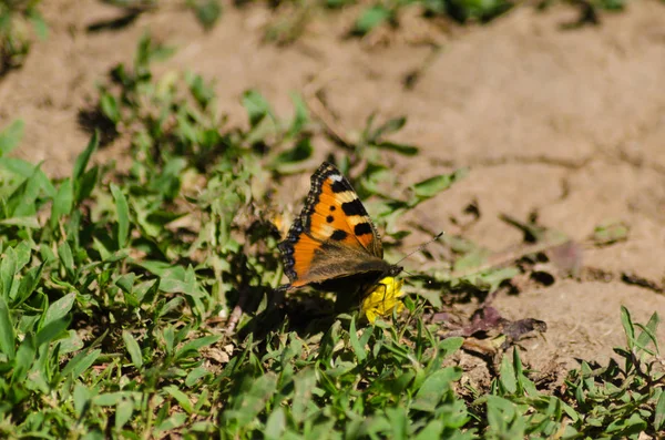 Маленькая Черепаха Красивая Бабочка Летом — стоковое фото