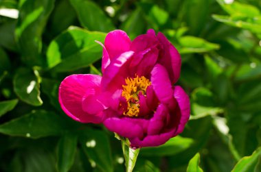 Bahçedeki pembe güzel çiçek