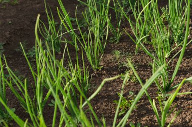 bahçede soğan, yeşil, sebze