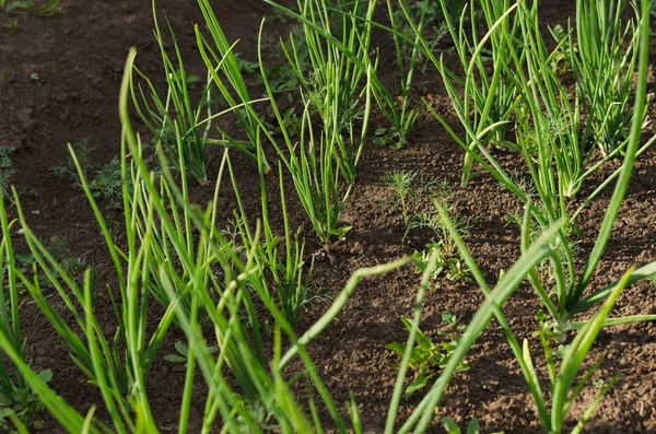 bahçede soğan, yeşil, sebze