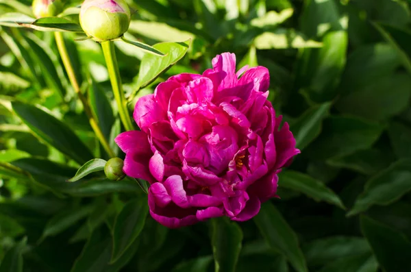 Rosa Bel Fiore Giardino — Foto Stock