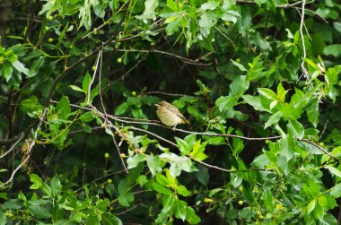 kiraz dalı üzerinde bülbül nestling, civciv