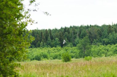 Pallid harrier, uçuş yırtıcı kuş