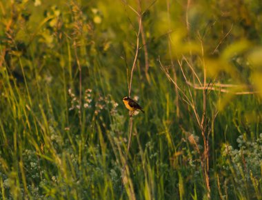 Çimler arasında whinchat, küçük kuş