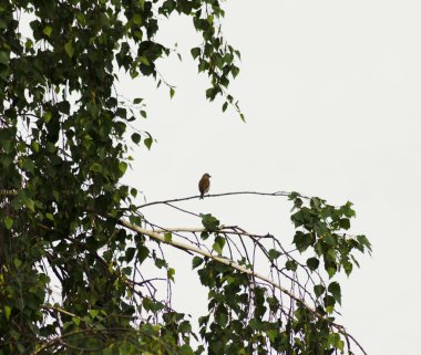 Yaz aylarında huş dalı üzerinde ortak linnet, kuş