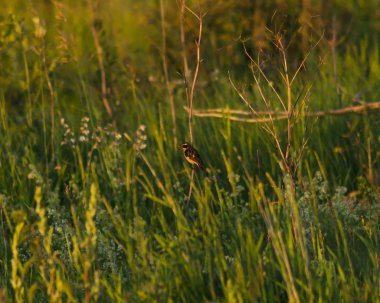 Çimler arasında whinchat, küçük kuş