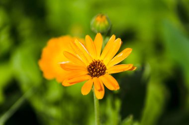calendula closeup, güzel turuncu çiçek