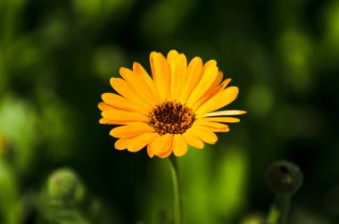 calendula closeup, güzel turuncu çiçek