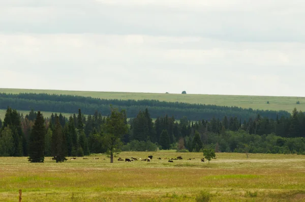 Troupeau Vaches Dans Prairie — Photo