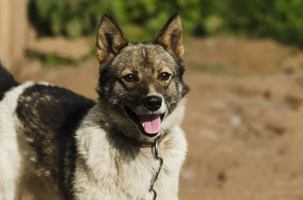 Chien Souriant Chien Photogénique Gros Plan Photos De Stock Libres De Droits