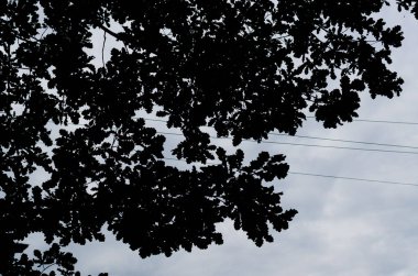 meşe yeşillik silueti, gökyüzü arka plan üzerinde teller