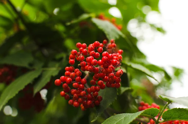 Czerwone Czarnego Bzu Zbliżenie Roślina Ogrodzie — Zdjęcie stockowe