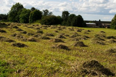 bir alanda saman yığınları