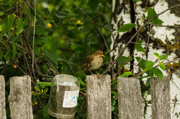 Nightingale Siedzi Ogrodzeniu — Zdjęcie stockowe