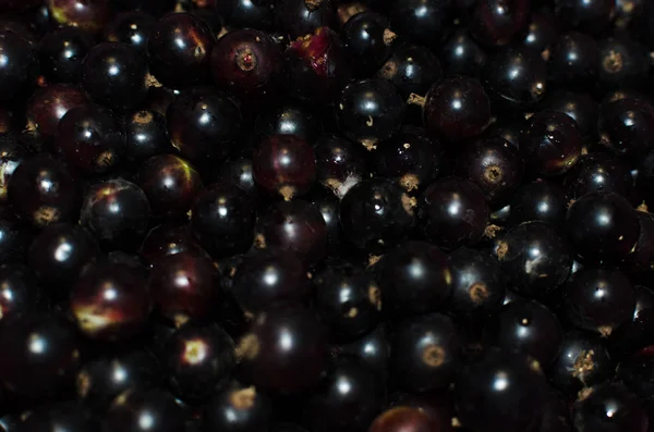 Schwarze Johannisbeere Hintergrund Glänzende Beeren — Stockfoto