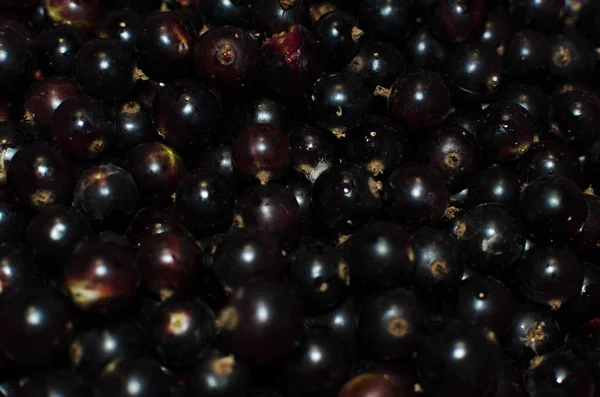 Fondo Ribes Nero Bacche Lucide — Foto Stock