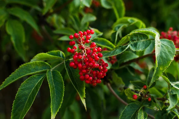 Vörös Bodza Closeup Növény Kertben — Stock Fotó