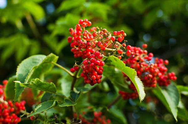 Primo Piano Sambuco Rosso Pianta Giardino — Foto Stock