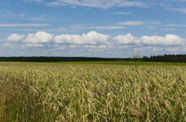 Buğday alanı ve Mısır kulakları