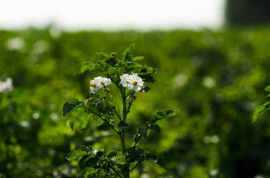 çiçekli patates, sarı ve beyaz çiçekler