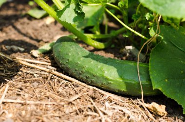 Bahçede salatalık yetiştiriyor.