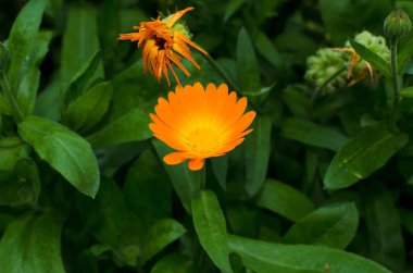 calendula closeup, güzel turuncu çiçek