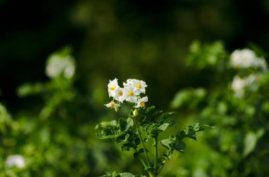 çiçekli patates, sarı ve beyaz çiçekler