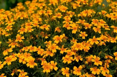 Yaz aylarında sarı çiçekler arka plan