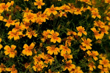 Yaz aylarında sarı çiçekler arka plan