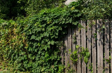 hop overgrowth, yaz aylarında ahşap çit