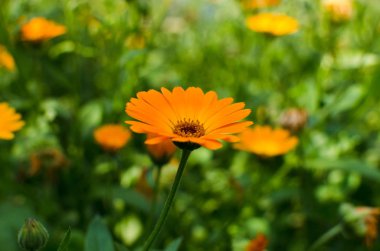 calendula closeup, güzel turuncu çiçek