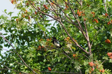 Rowan dalında Avrasya saksağan