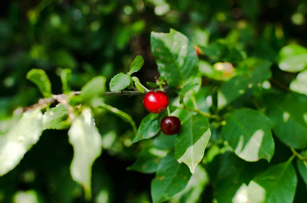 Érett Cseresznye Bogyók Closeup Piros — Stock Fotó