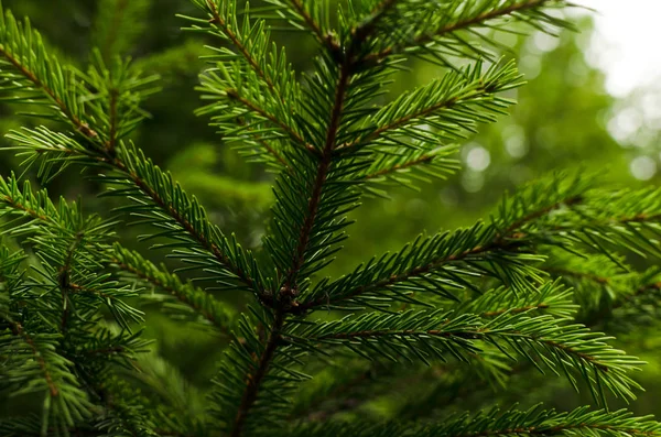 Branches Spruce — Stock Photo, Image