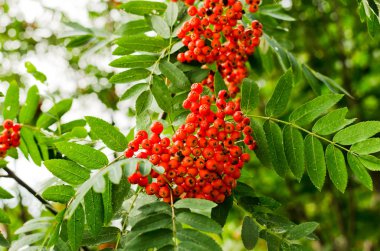 rowan çilek closeup arka plan, duvar kağıdı