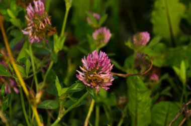 çayırda yonca, çiçekler