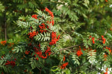 rowan çilek closeup arka plan, duvar kağıdı