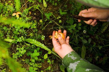 mantar toplama, genç ladinler arasında kırmızı çam mantarı