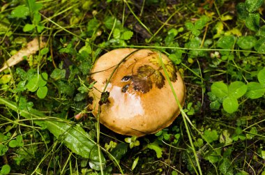 çam closeup altında mantar